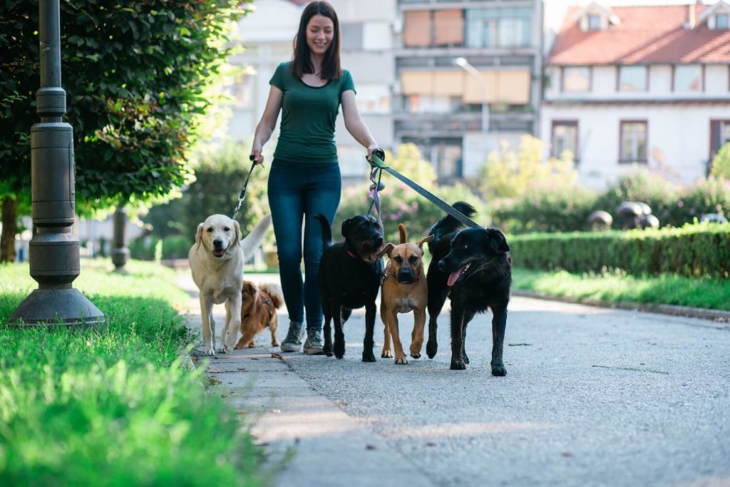 Dog walker with numerous dogs with a dog waste carrier